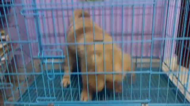 Golden Retriever, farm video