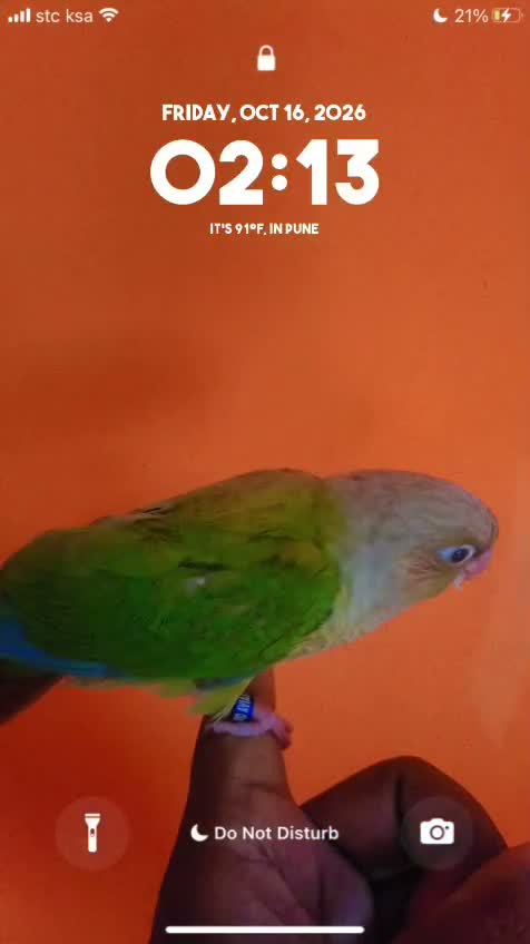 Pineapple Headed Conure, farm video