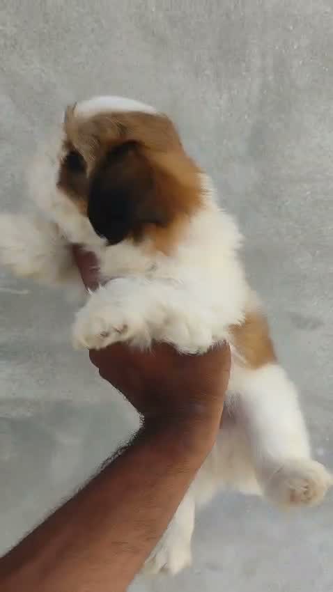 Shih Tzu | Black Color, farm video