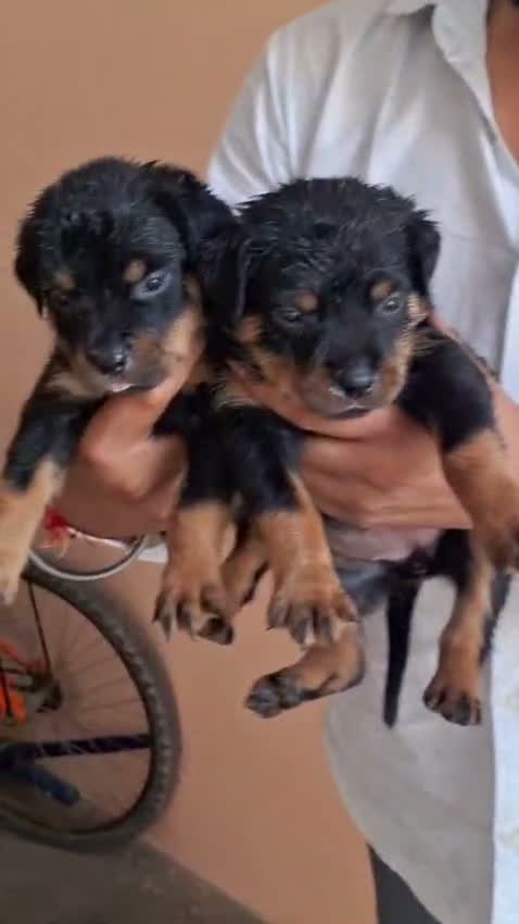 Rottweiler Puppy, farm video