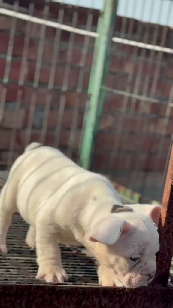 French Bulldog Puppy, farm video