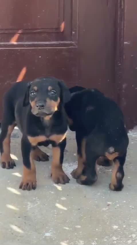European Doberman Puppy | Black & Tan, farm video