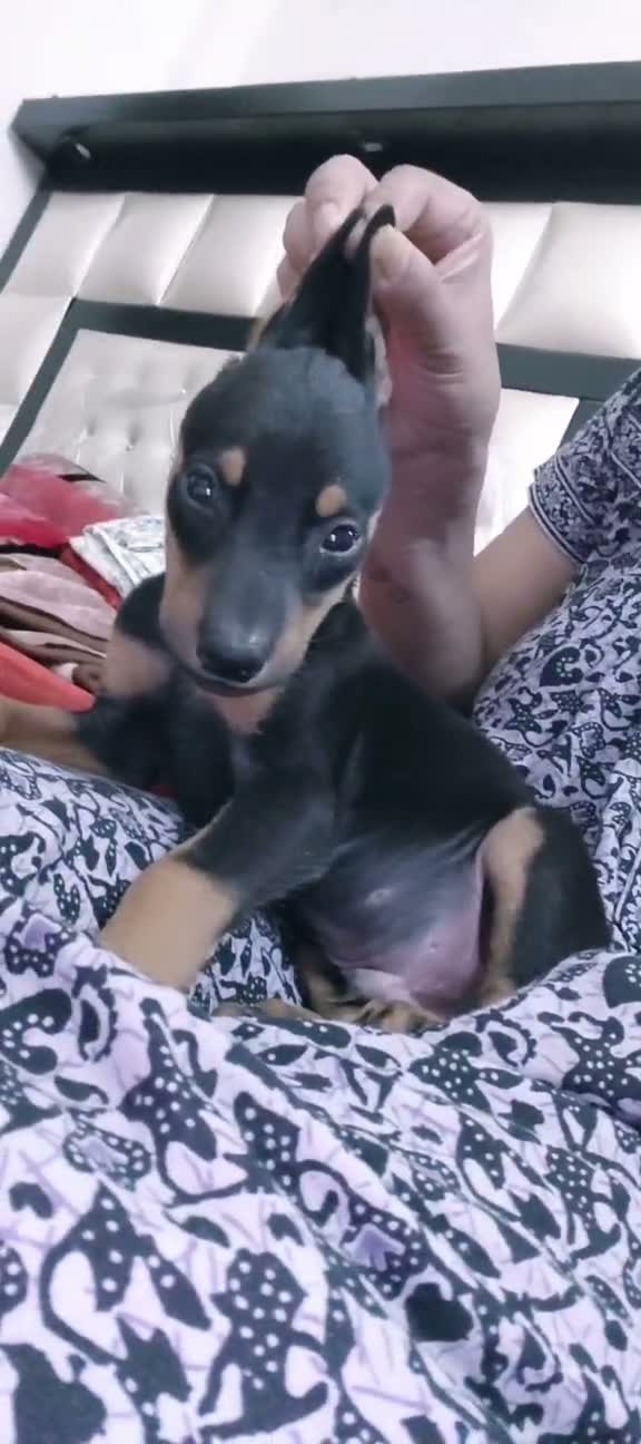 European Doberman Puppy | Black & Tan, farm video