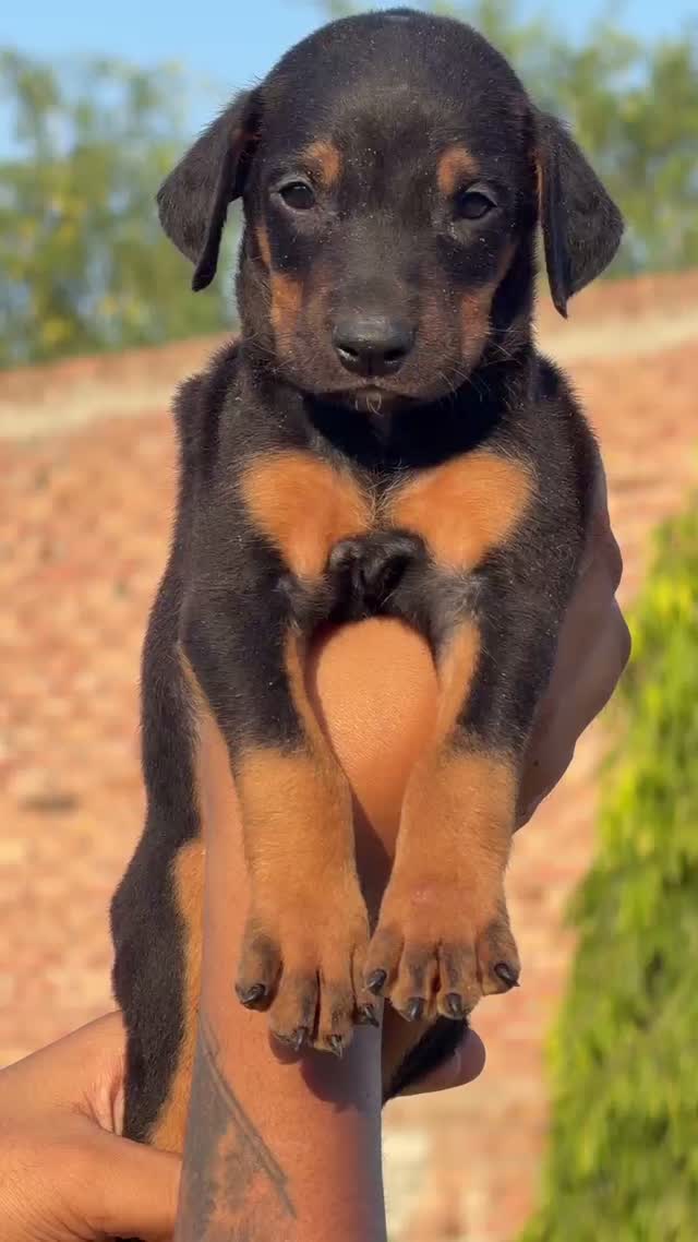 Doberman Pinscher Puppy, farm video