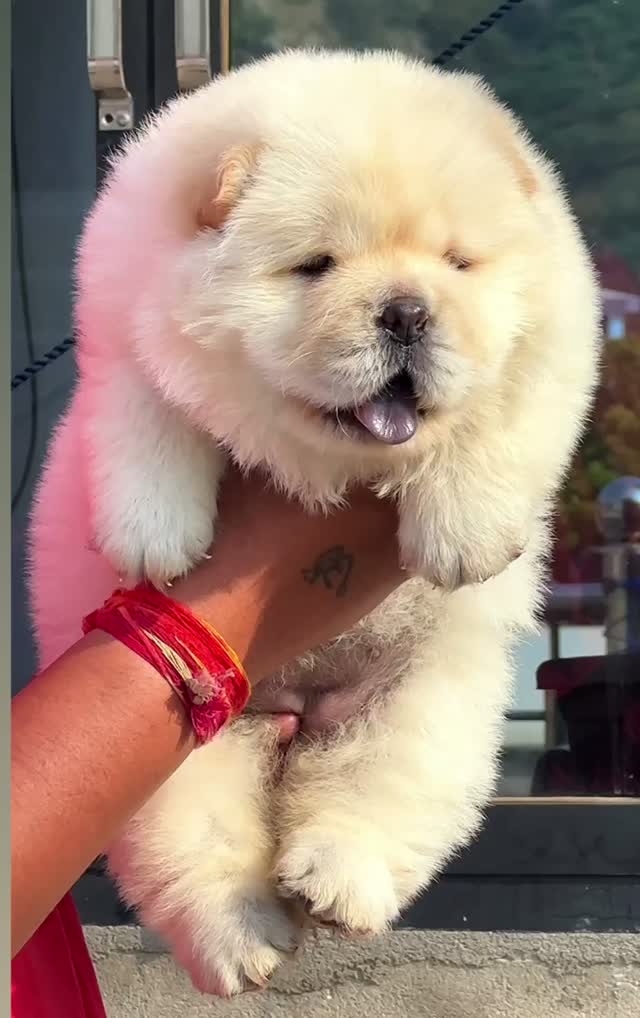 Chow Chow Puppies, farm video