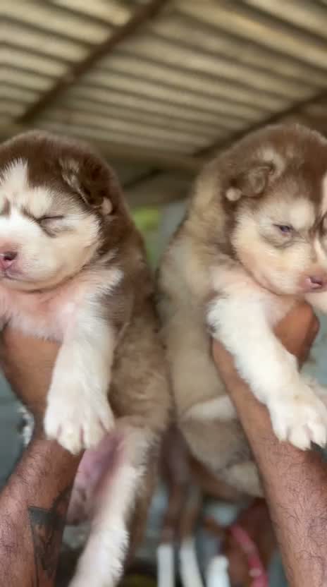 Siberian Husky Puppy | Black & White Color, farm video