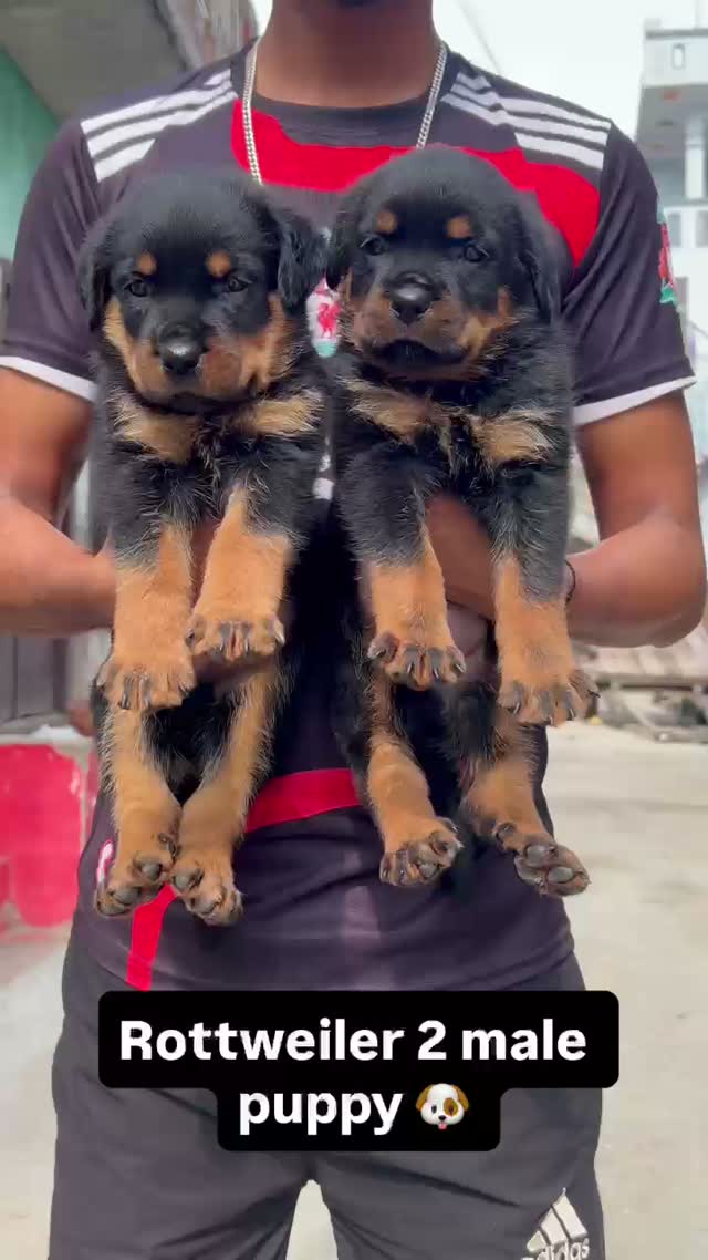 Rottweiler Puppy, farm video