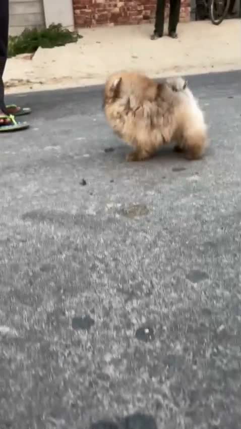 Pomeranian Puppy, farm video