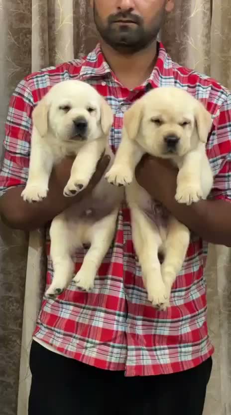 Beagle Black & Tan Puppy, farm video