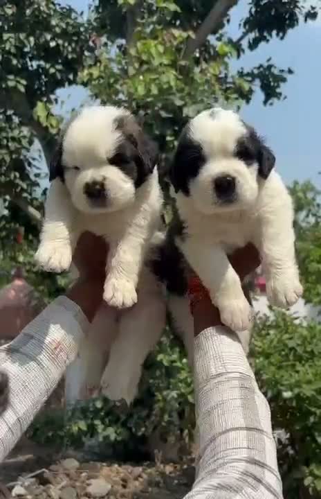Saint Bernard Puppy, farm video