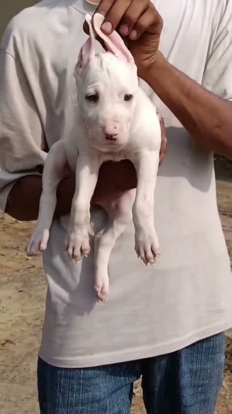 American Bully Pocket Size Puppy, farm video