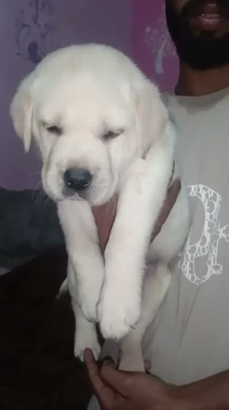 Beagle Black & Tan Puppy, farm video