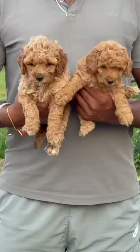 Standard Poodle Puppy, farm video