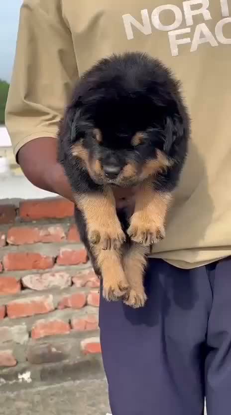Rottweiler Puppy, farm video
