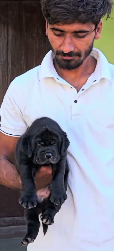 Beagle Black & Tan Puppy, farm video
