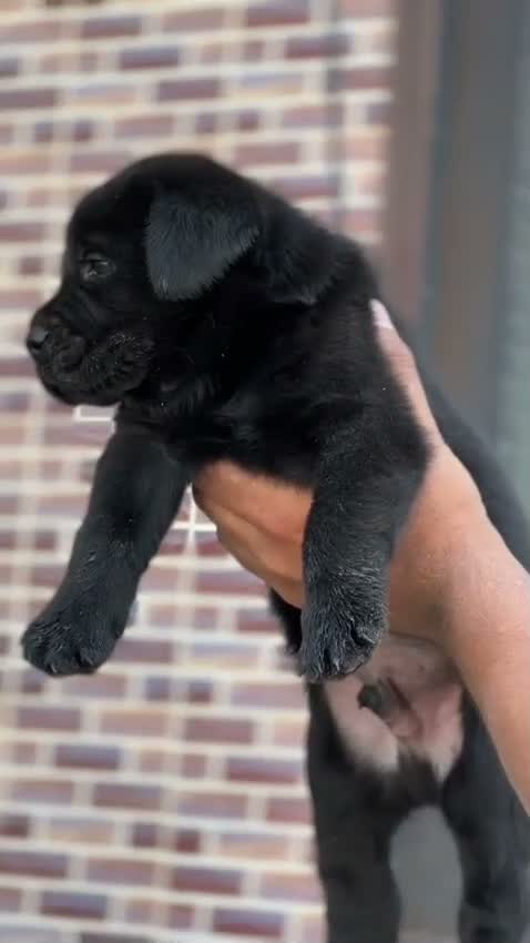 Beagle Black & Tan Puppy, farm video