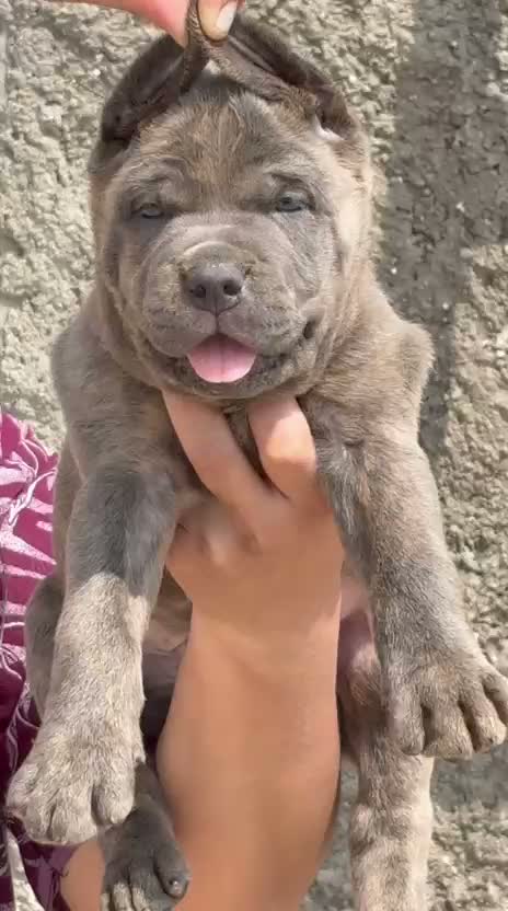 Cane Corso Puppy, farm video