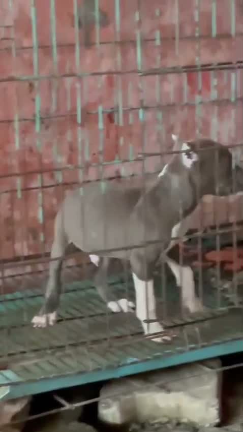 Pitbull Terrier Puppy, farm video