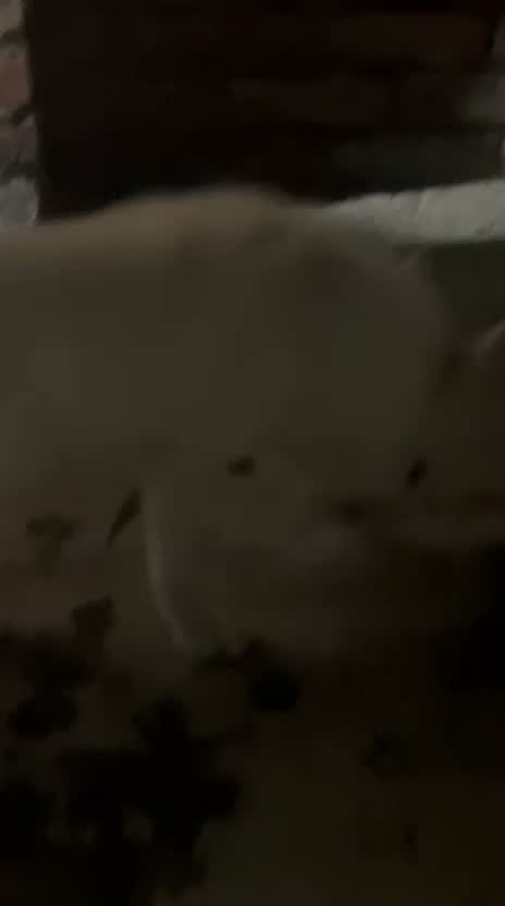 Pomeranian Puppy, farm video