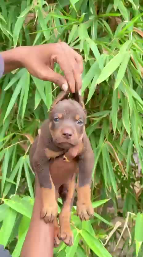Doberman Pinscher Puppy, farm video