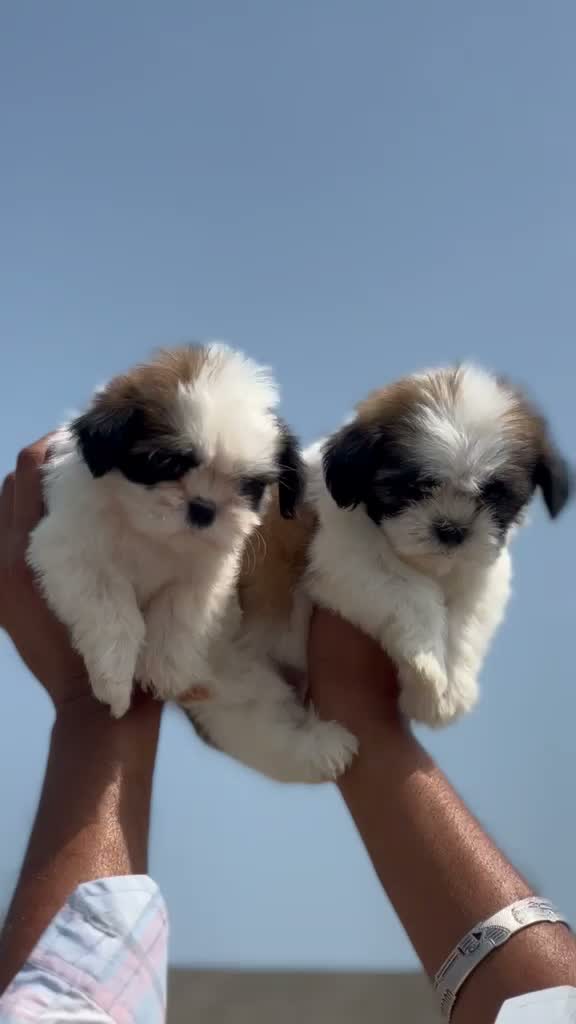 Shih Tzu | Black Color, farm video