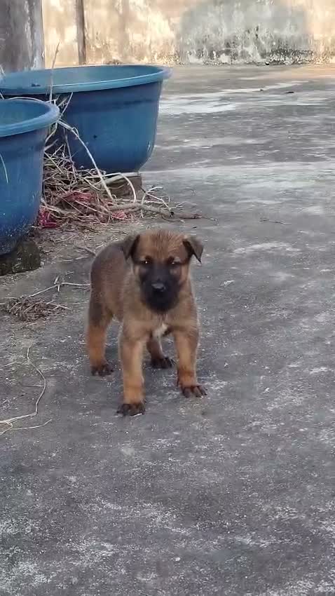 Belgian Malinois Puppy, farm video