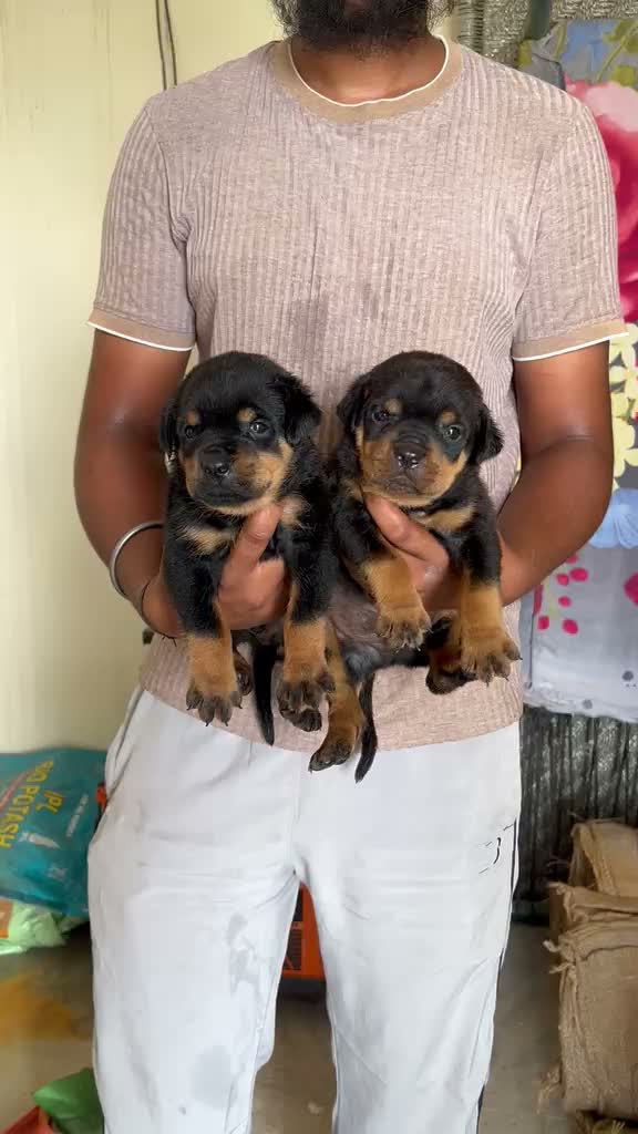 Rottweiler Puppy, farm video