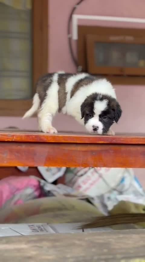 Saint Bernard Puppy, farm video