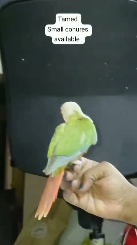 Small Cheek Conure, farm video