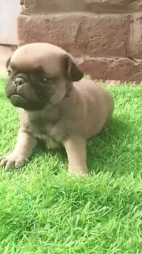 Pug Puppy, farm video