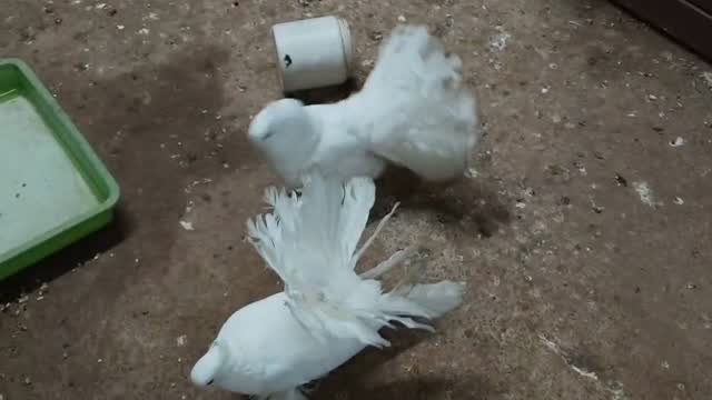 Chotiyal Pigeon, farm video