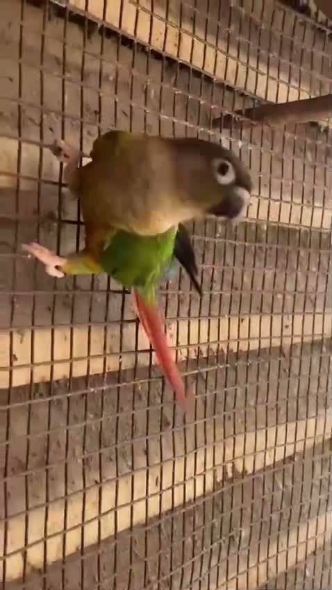 Small Cheek Conure, farm video