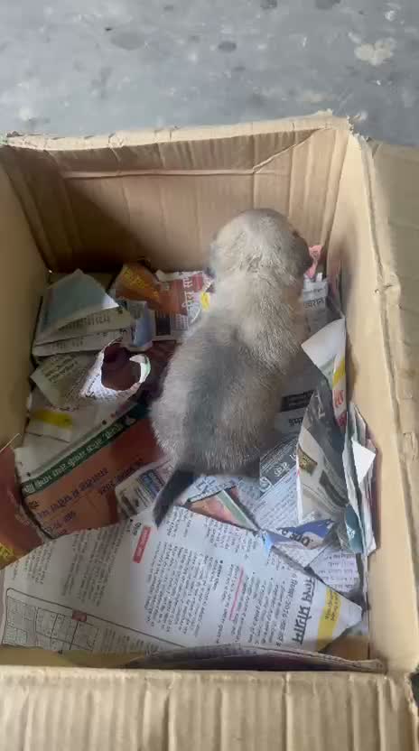 Pug Puppy, farm video
