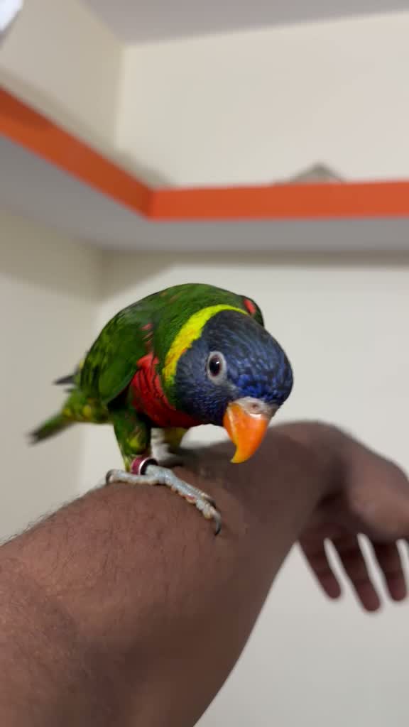 Rainbow Lorikeet, farm video