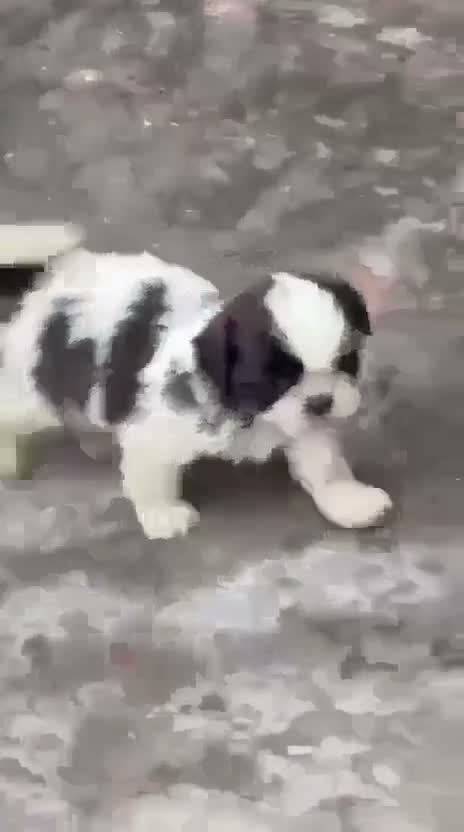 Shih Tzu | Black Color, farm video