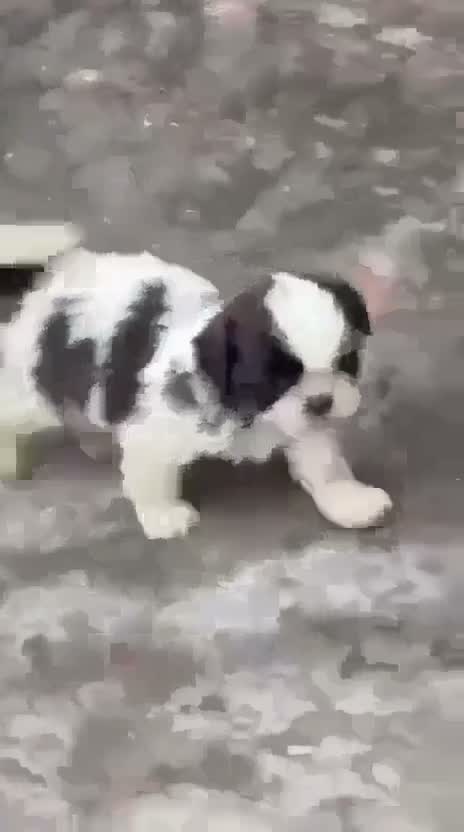 Shih Tzu | Black Color, farm video