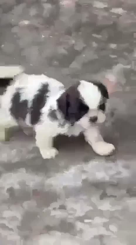 Shih Tzu | Black Color, farm video