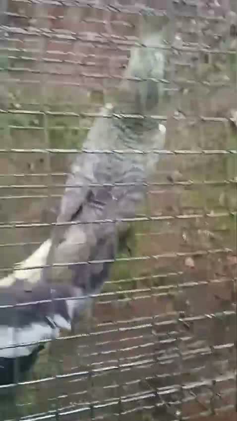 Cockatiel, farm video