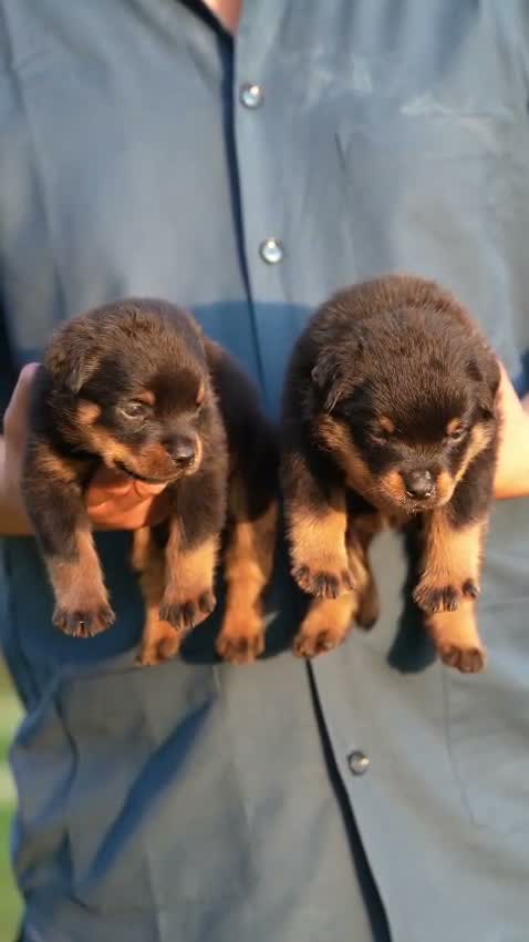 Rottweiler Puppy, farm video