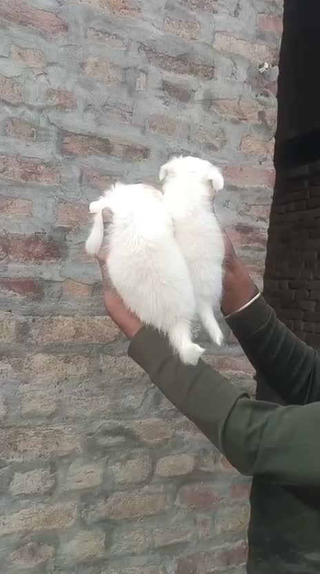 Pomeranian Puppy, farm video