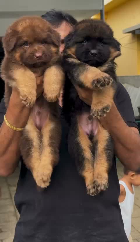 German Shepherd Puppy, farm video