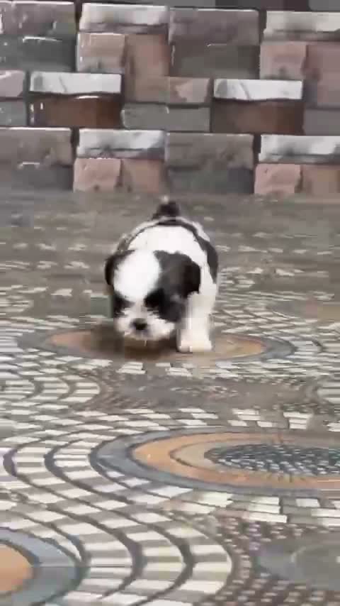 Shih Tzu | Black Color, farm video