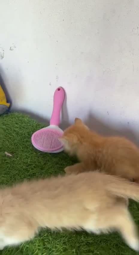 Persian, farm video