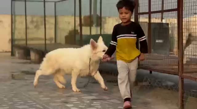 German Shepherd Puppy | Pure White, farm video