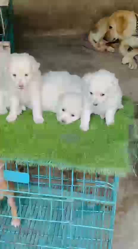 Pomeranian Puppy, farm video