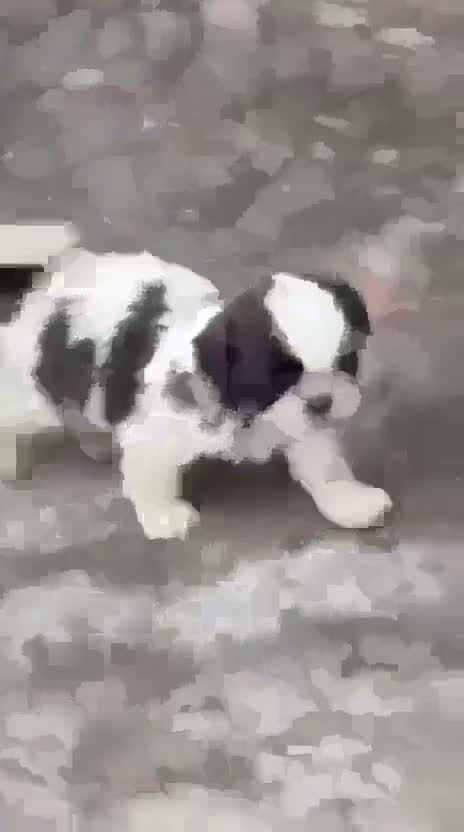 Shih Tzu | Black Color, farm video
