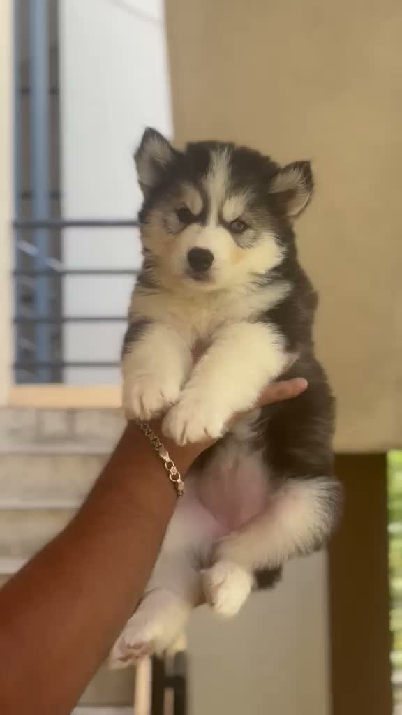 Siberian Husky Puppy | Black & White Color, farm video