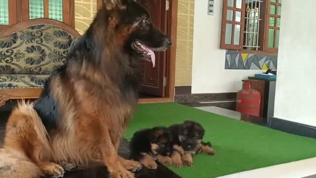 German Shepherd Puppy, farm video