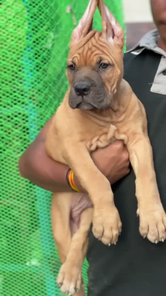 Cane Corso Puppy, farm video