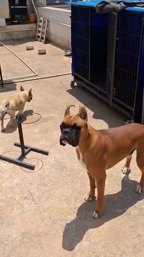Boxer Puppy, farm video